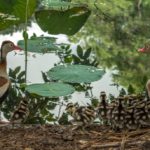 Black-bellied whistling tree ducks with ducklings
