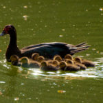 Wild muscovy ducks with ducklings