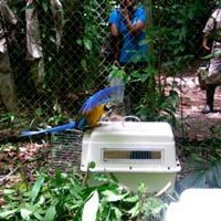 b&g-macaws-breeding4