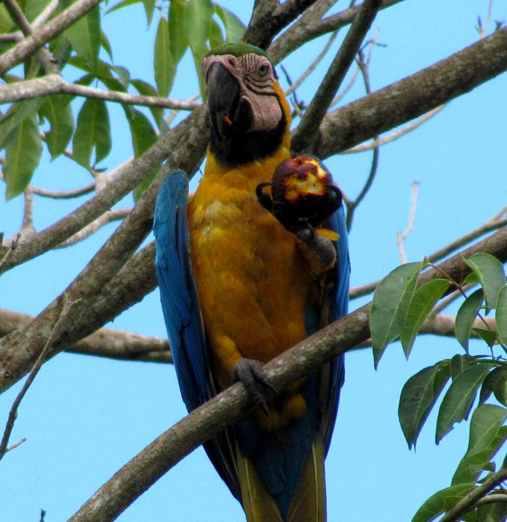 Macaw Eating